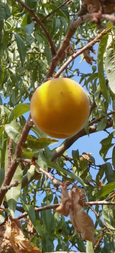 Peach tree disease. Stock Footage 283683939