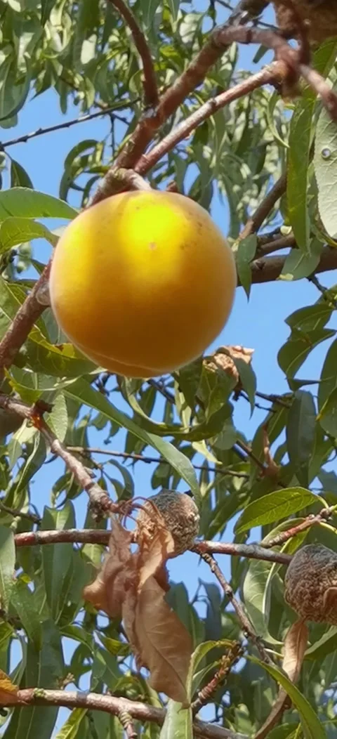 Peach tree disease. Stock Footage 283683941