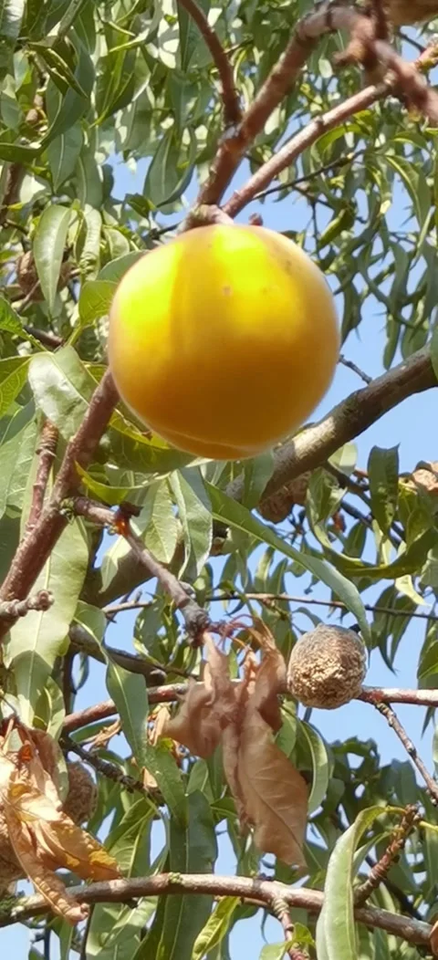 Peach tree disease. Stock Footage 283684153