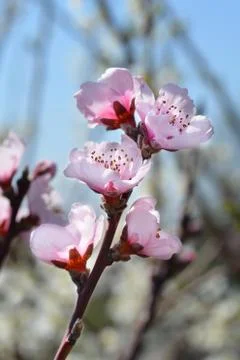 Peach tree Fayette Stock Photos