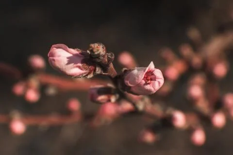 Peach tree flower macro 2 Foto stock