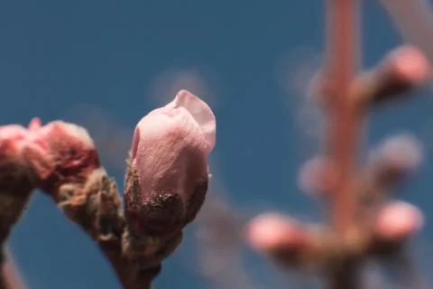 Peach tree flower macro 4 Stock Photos