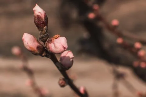 Peach tree flower macro Stock Photos