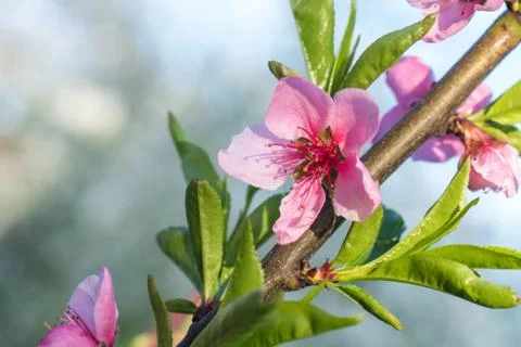 Peach tree flower spring bloom. Close up artistic shot Stock Photos