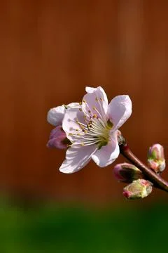 Peach tree with flower in spring Stock Photos