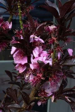 Peach tree flowering Stock Photos