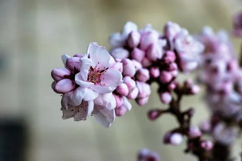 Peach tree flowering Stock Photos