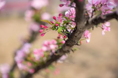 Peach tree flowers close-up view in springtime 写真素材
