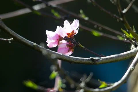 Peach tree with flowers in spring Stock Photos