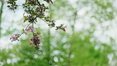 Peach tree flowers on a white clean sky at spring Stock Footage 142089800