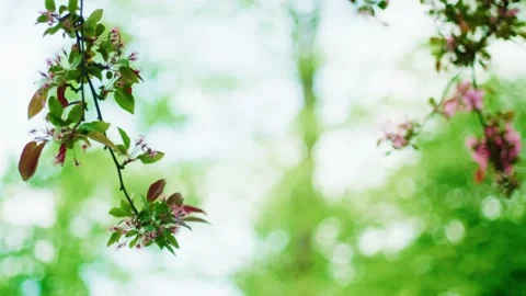 Peach tree flowers on a white clean sky at spring, pan shot Stock Footage 142089808