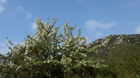 Peach tree Stock Footage 10881031
