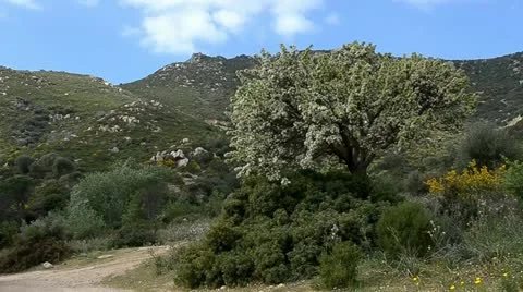 Peach tree Stock Footage 10881035