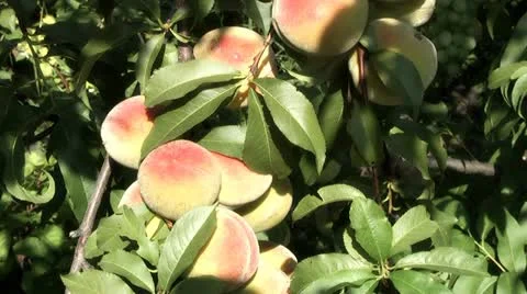 Peach on the tree 스톡 동영상 11392773
