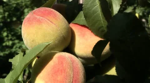 Peach on the tree Stock Footage 11392929