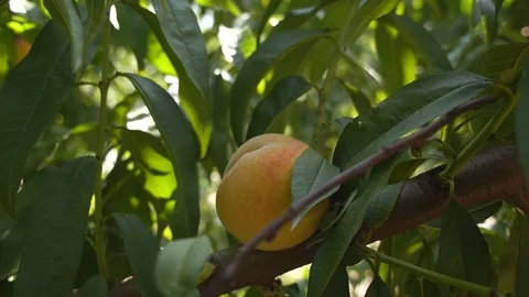 Peach in the Tree Vidéo 79747294