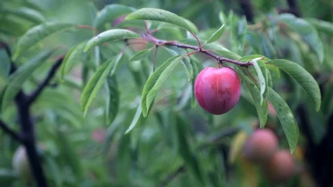 Peach on the Tree Stock Footage 91455817