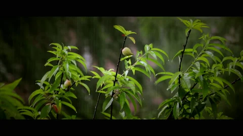 Peach Tree Vídeos de archivo 130486361
