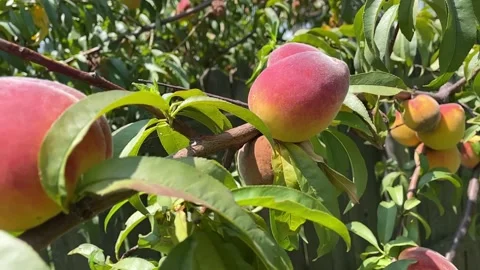 Peach Tree Stock Footage 156924482