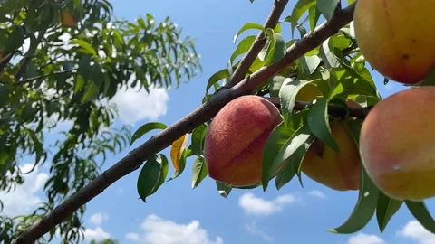 Peach tree Stock Footage 156945621