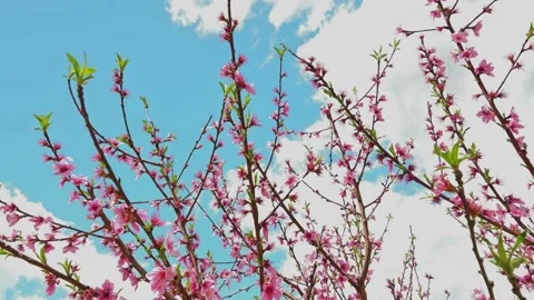 Peach tree Stock Footage 175765293
