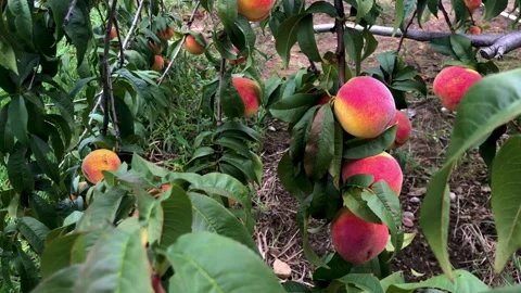 Peach Tree Stock Footage 252149538