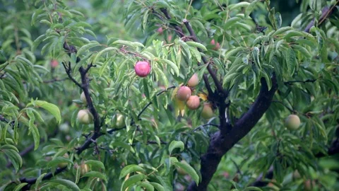 Peach Tree with Fruit Video stock 91411010
