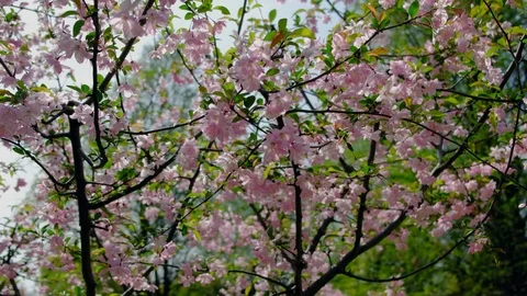 The Peach tree full of flowers 스톡 동영상 107497339