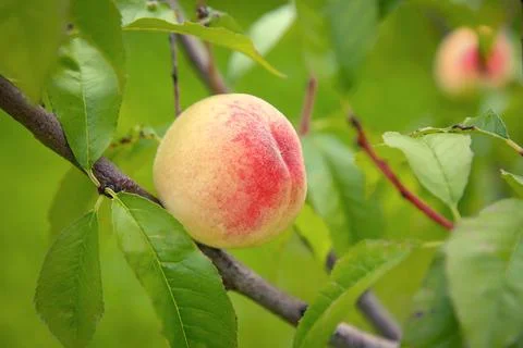 On a peach tree hangs a peach closeup.Texture or background Stock Photos