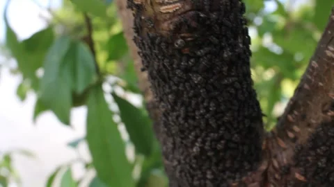 Peach tree with insect infestation Stock Footage 242756901