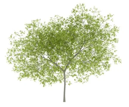 Peach tree isolated on white background. 3d illustration Stock Illustration