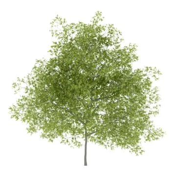 Peach tree isolated on white background. 3d illustration Stock Illustration