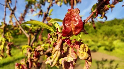 Peach Tree with Leaf Curl Disease. Stock Footage 309534211