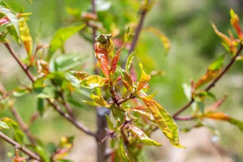 Peach tree leaf curl, young leaf curling. Tree disease and methods of preve.. Stock Photos
