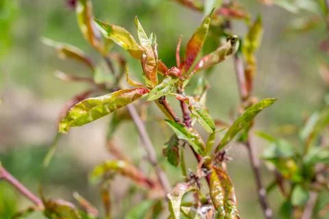 Peach tree leaf curl, young leaf curling. Tree disease and methods of preve.. Stock Photos