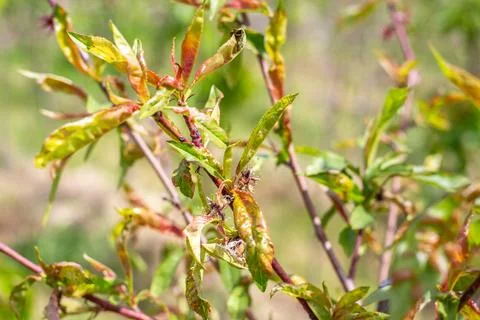 Peach tree leaf curl, young leaf curling. Tree disease and methods of preve.. Stock Photos