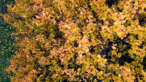 Peach tree leafs in the wind Stock Footage 164964959