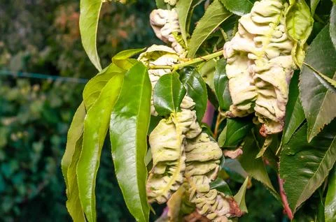 Peach tree leaves exhibiting leaf curl, a common disease caused by fungi or b Stock Photos