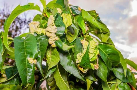 Peach tree leaves with leaf curl disease. The leaves are distorted and have.. Stock Photos