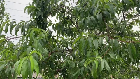 Peach Tree Leaves Swaying in the Wind – Close-Up Nature Scene Stock Footage 313889887