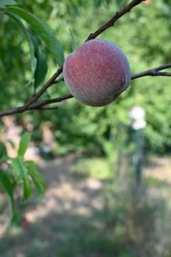 Peach on tree in orchard Stockfoto's
