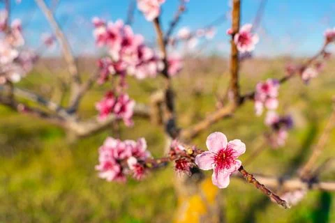 Peach tree Orchard in Spring. Stock Photos