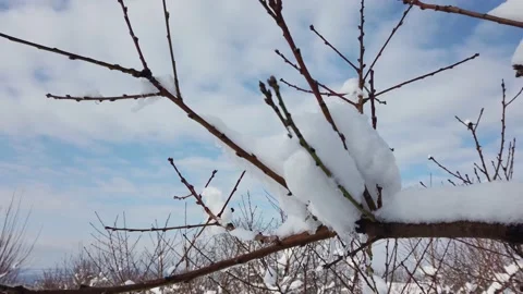 Peach tree orchard under the snow Stock Footage 166572316