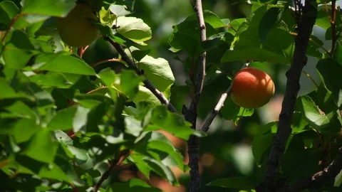 Peach tree with peach ready to be harvested Stock Footage 99117509