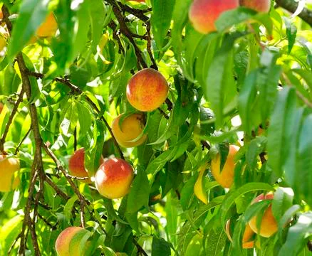 Peach tree Stock Photos