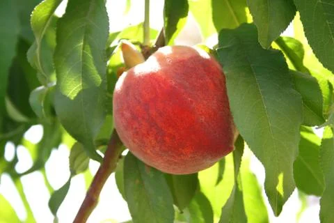 Peach tree Stock Photos