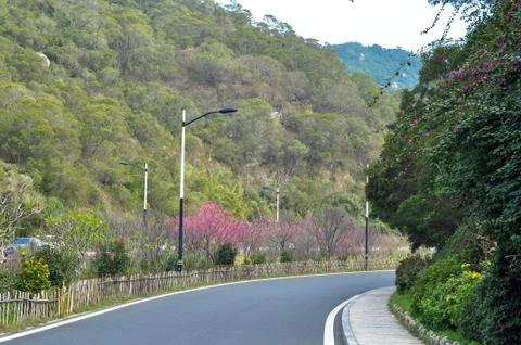 Peach tree Stock-Fotos