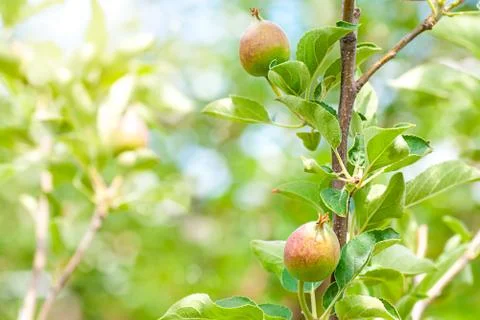 Peach tree Stock Photos