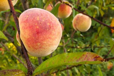 Peach tree Stock Photos