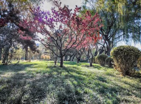 A peach tree Stock Photos